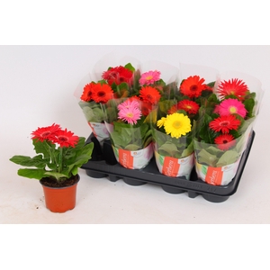 Gerbera hoes mix