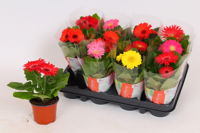 <h4>Gerbera hoes (18-20cm)</h4>