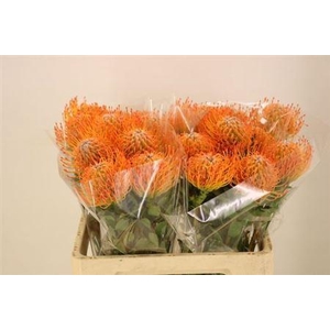 Leuco Ayoba Sun 60cm