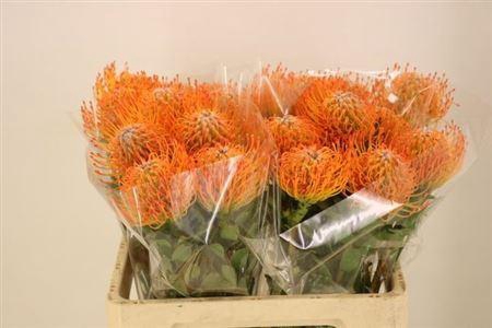 <h4>Leuco Ayoba Sun 60cm</h4>