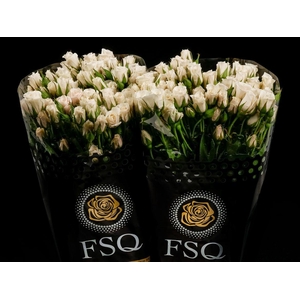 Spray White Majolika