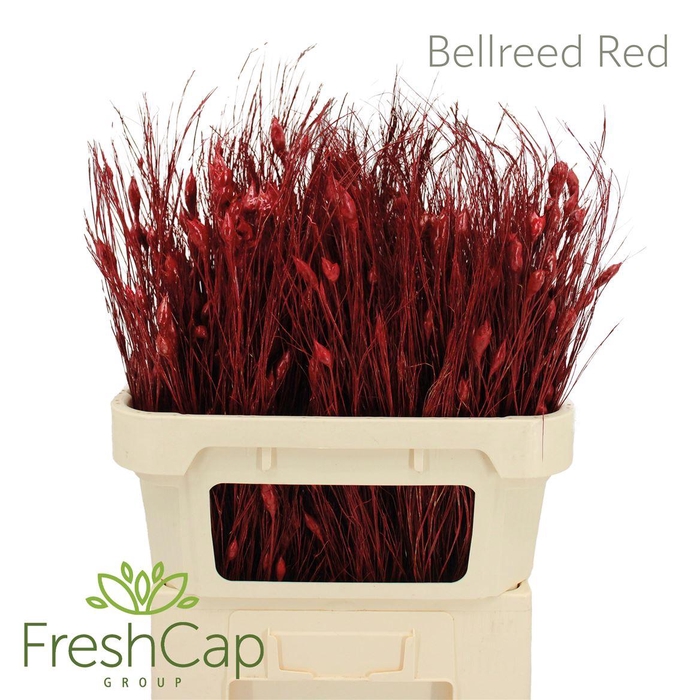 <h4>Bellreed Red</h4>