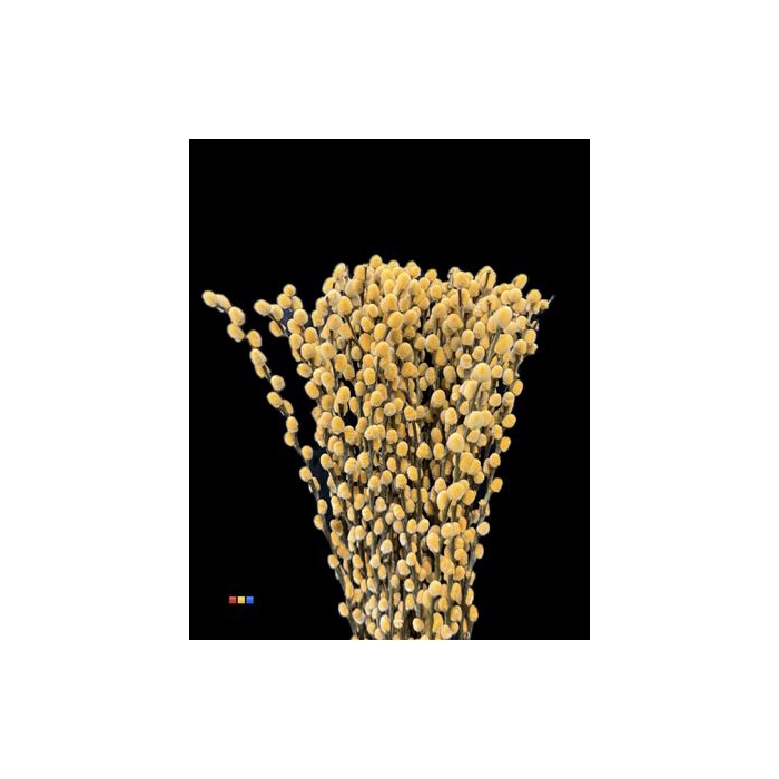 <h4>Salix Pussy Willow Orange</h4>