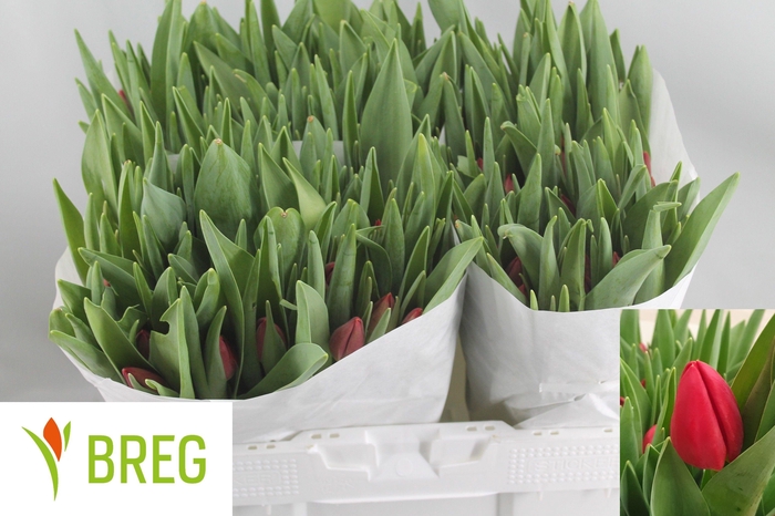 <h4>TU EN RED STONE</h4>