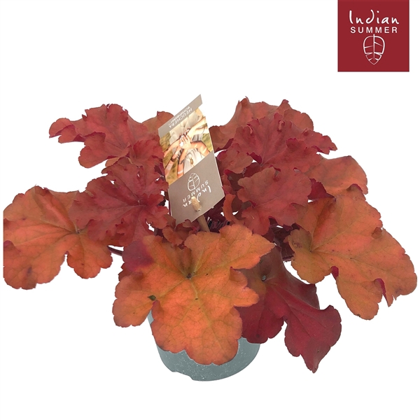 <h4>Heuchera 'Indian Summer' Red</h4>