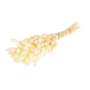 Dried flowers Lagurus 55cm