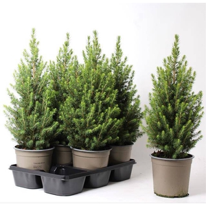 PICEA GLAUCA DECEMBER P15