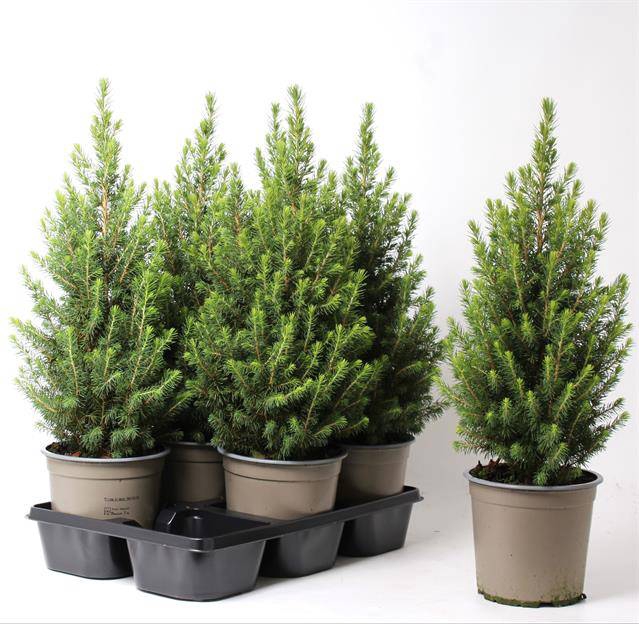 <h4>PICEA GLAUCA DECEMBER P15</h4>