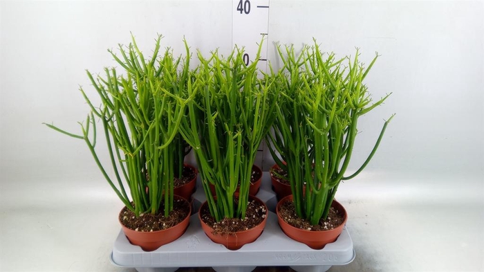 <h4>Euphorbia tirucalli</h4>