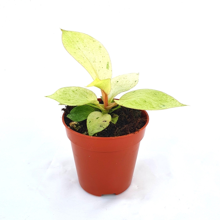 <h4>Philodendron Snowdrift</h4>