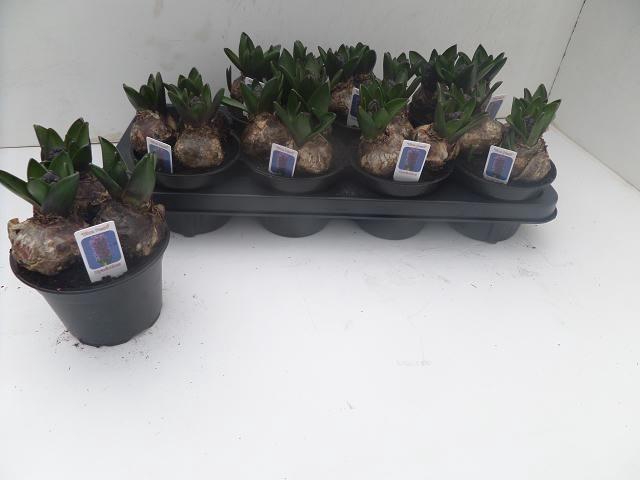 arr8 Hyacin Ov Blauw