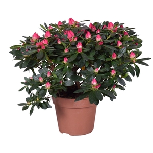 Azalea 'Tamira' rood 14cm