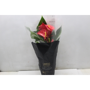 ANTHURIUM MICHIGAN P17 PREMIUM