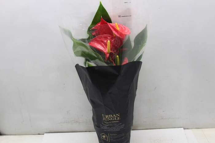 <h4>ANTHURIUM MICHIGAN P17 PREMIUM</h4>
