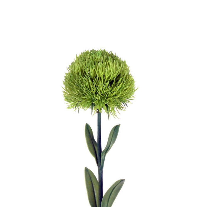 <h4>AF Dianthus L51cm green trick</h4>