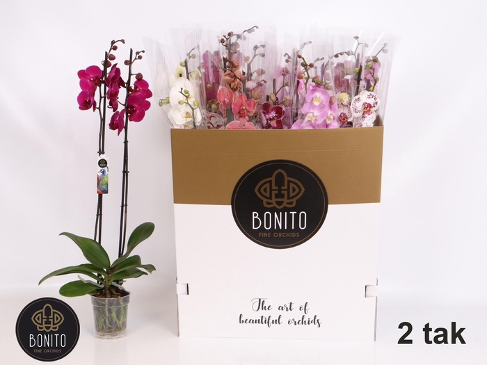 <h4>PHAL GEM 10 KL</h4>