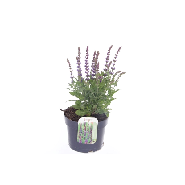 <h4>Salvia nemorosa Ostfriesland</h4>