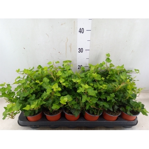 Hedera helix 'Wonder'