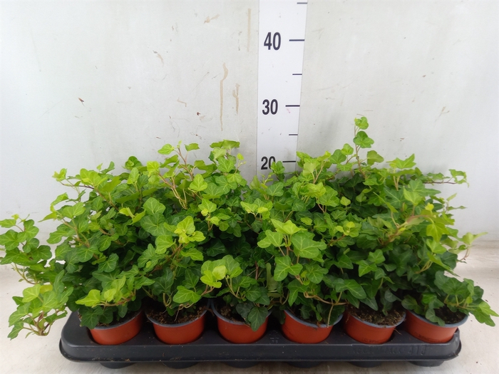 <h4>Hedera helix 'Wonder'</h4>