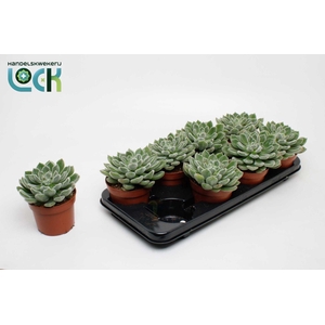 Echeveria Setosa