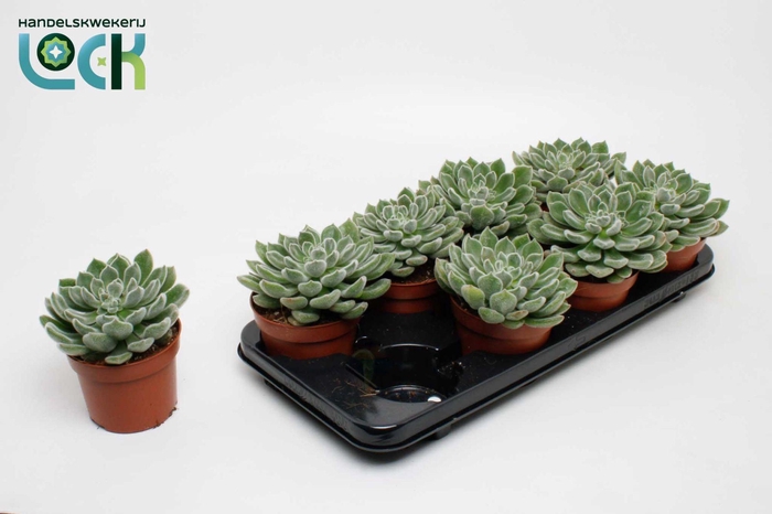 <h4>Echeveria Setosa</h4>