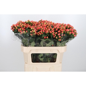 Hyp Mag Roy Princess