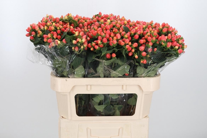 <h4>Hyp Mag Roy Princess</h4>