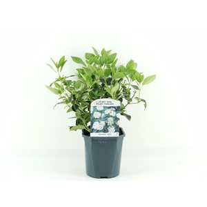 Viburnum tinus