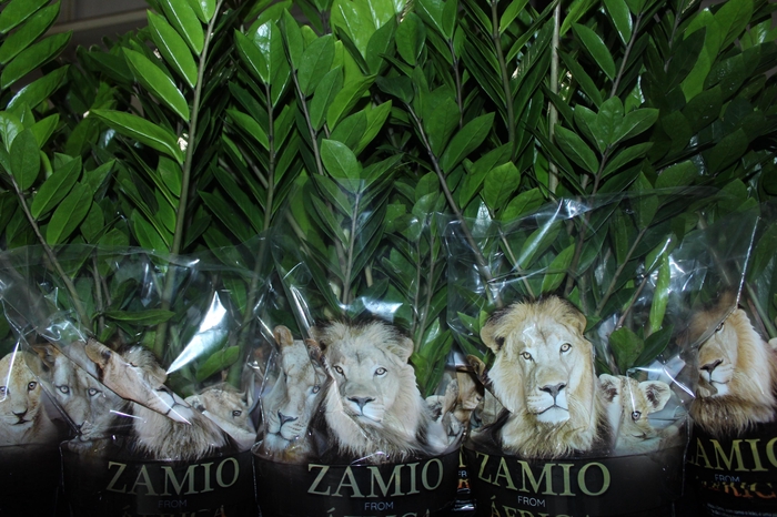 <h4>ZAMIOCULCAS P24</h4>