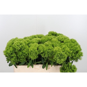 Diantus Barb Green Wicky