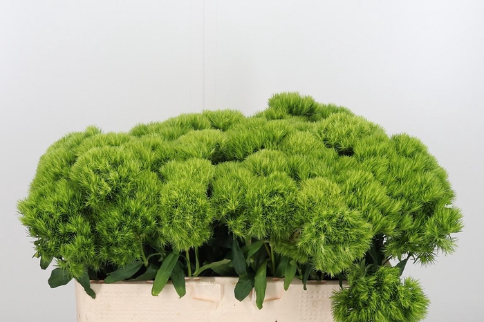 <h4>Diantus Barb Green Wicky</h4>