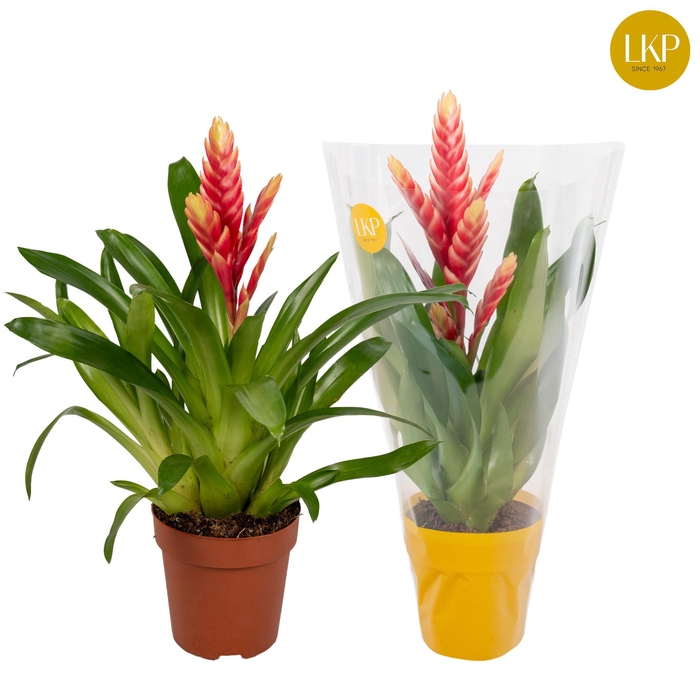 <h4>Vriesea Madonna Roze (Met Hoes)</h4>