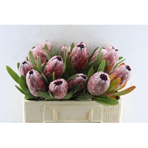 PROTEA PINK ICE