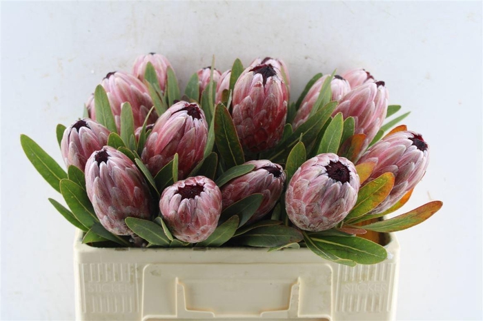 <h4>PROTEA PINK ICE</h4>