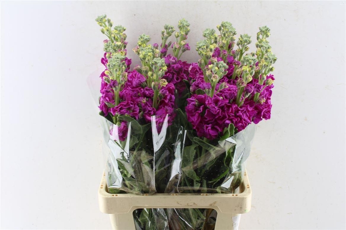 <h4>Matth Iron Hot Pink</h4>