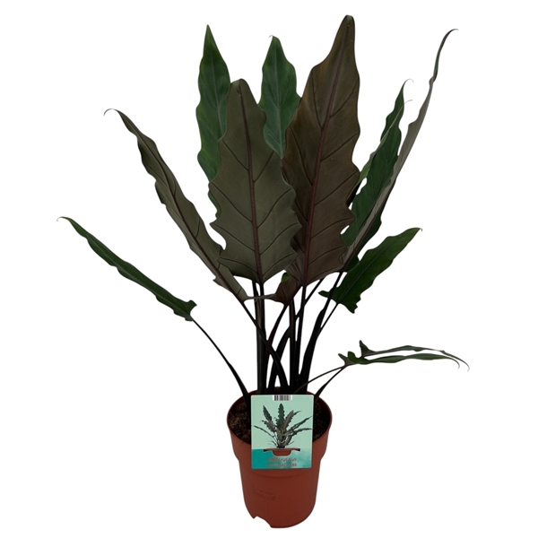 <h4>Alocasia Lauterbachiana</h4>