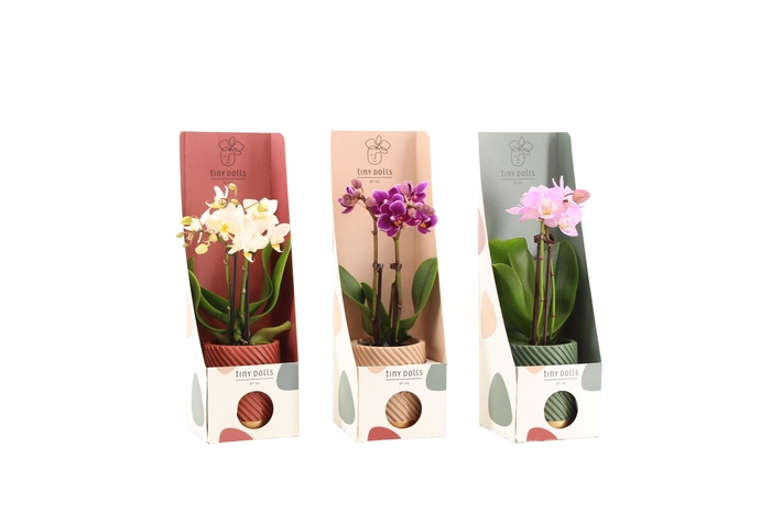 <h4>Groovy Autumn Mix Tiny Dolls Mix 2T10+ Aqu@ Tiny Box Autumn Mix</h4>