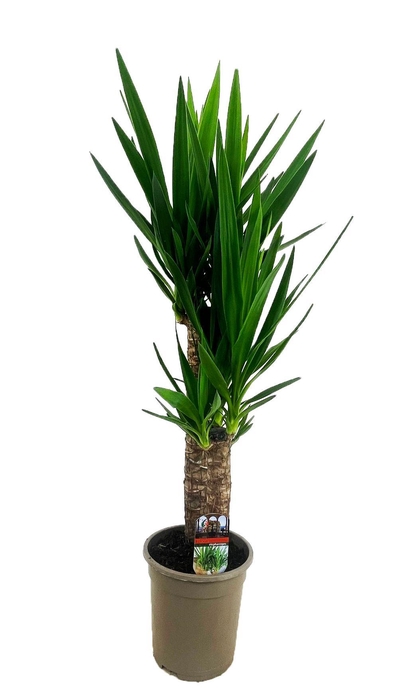<h4>Yucca elephantipes 60-35</h4>