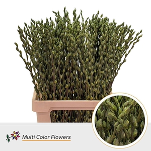 Salix caprea 'Snow Flake' .color H%