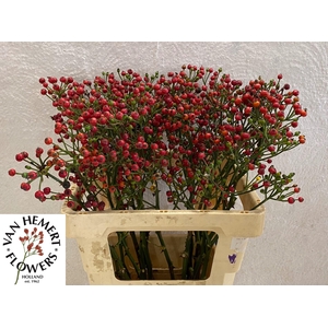 ROSA RED PEARL HIPHO