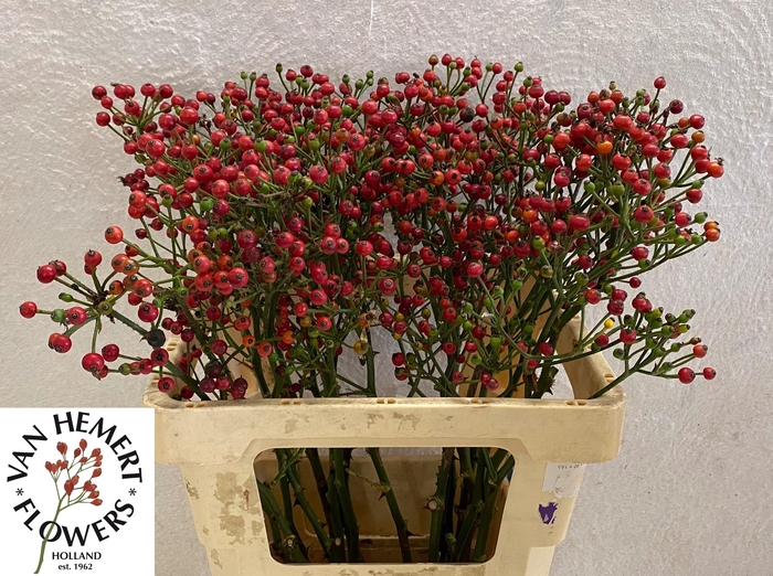 <h4>ROSA RED PEARL HIPHO</h4>