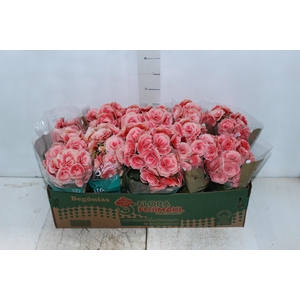 BEGONIA BORIAS P11