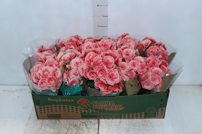 <h4>BEGONIA BORIAS P11</h4>