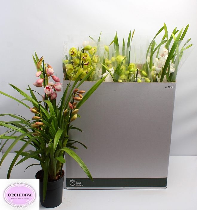 <h4>CYMB GEMENGD</h4>