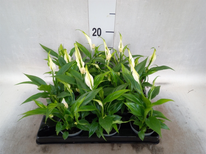 <h4>Spathiphyllum  'Cupido'</h4>