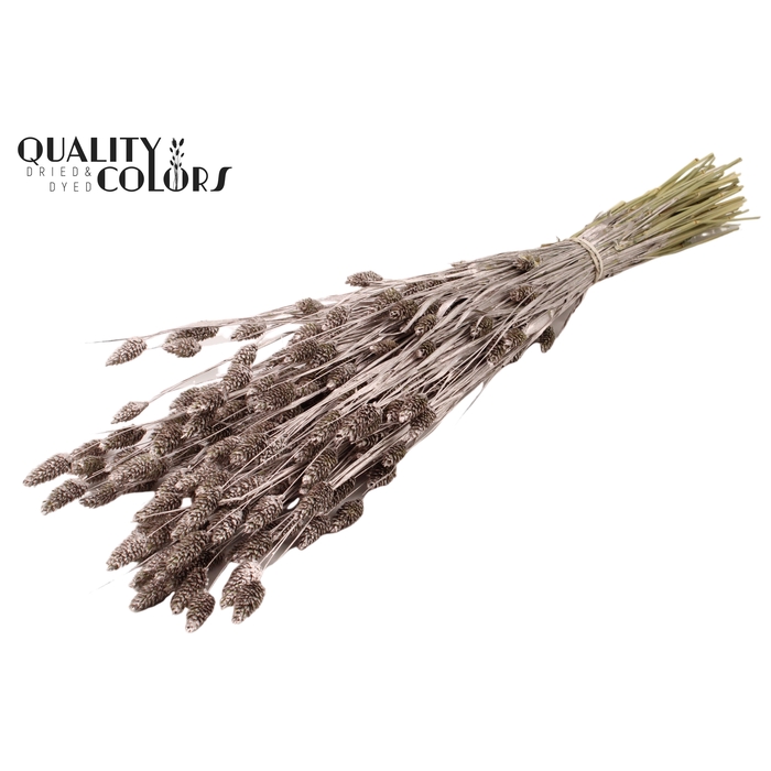 <h4>Phalaris per bunch Champagne</h4>