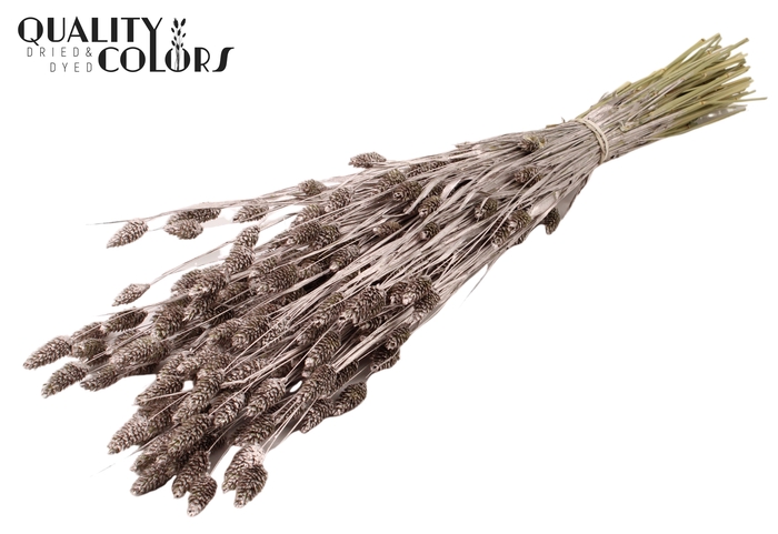 <h4>Phalaris per bunch Champagne</h4>