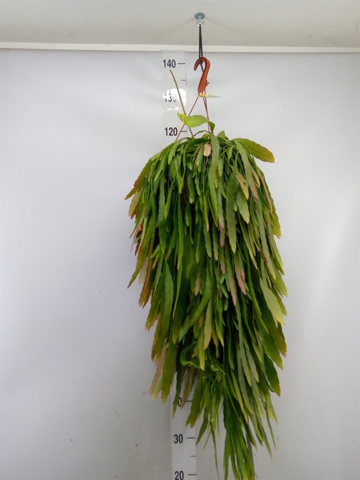 <h4>Pseudorhipsalis ramulosa</h4>