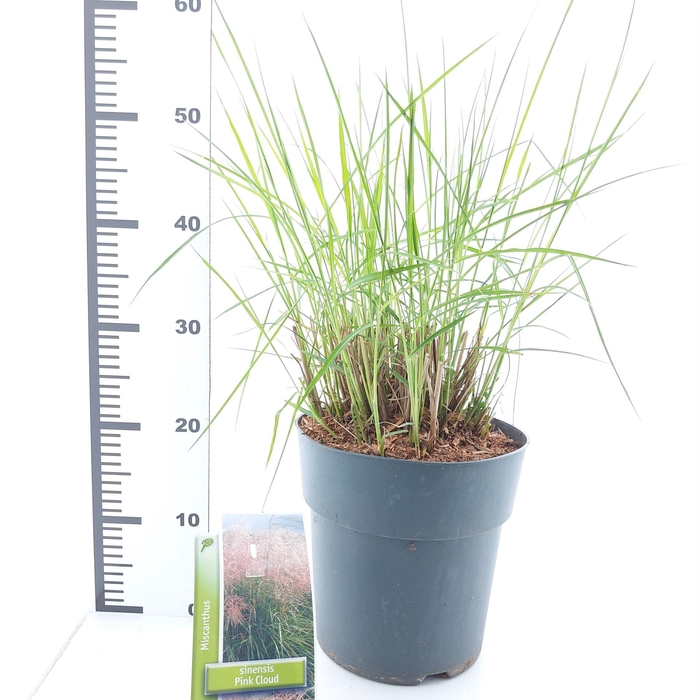 <h4>Miscanthus sinensis</h4>