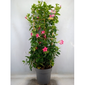 Mandevilla  'Sundavil Pink'